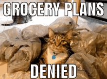 Grocery Plans Denied GIF - Grocery Plans Denied Cat GIFs