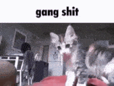 Gang Shit GIF - Gang Shit GIFs