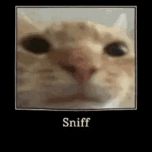 Sniff GIF - Sniff GIFs