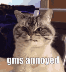 Gms Annoyed GIF - Gms Annoyed Annoyed Cat GIFs