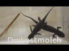 Lustmolch Molch GIF - Lustmolch Molch Du Lustmolch GIFs