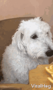 Begging Viralhog GIF - Begging Viralhog Dog GIFs