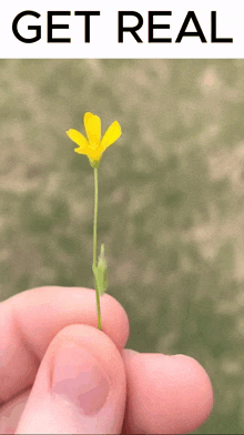 Get Real Flower Middle Finger GIF - Get Real Flower Middle Finger GIFs