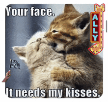 a picture of two kittens kissing with a caption that says your face it needs my kisses