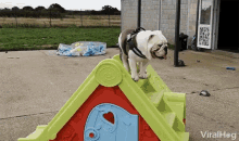 Slide Sliding GIF - Slide Sliding Dog GIFs