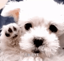 a small white dog is waving its paw at the camera and saying bye .