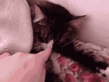 Boop Cat GIF - Boop Cat Dont Touch Me GIFs