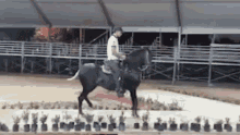 Pruegif Verdadero Ejemplares Del Paso Fino Colombiano GIF - Pruegif Verdadero Ejemplares Del Paso Fino Colombiano Horse GIFs