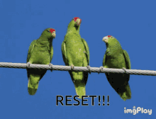 Reset Parrots Parrots GIF - Reset Parrots Parrots Reset GIFs