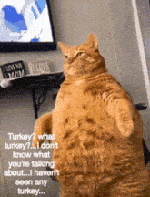 Cat Funny GIF - Cat Funny Turkey GIFs