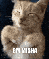 Gm Misha Good Morning GIF - Gm Misha Misha Good Morning GIFs