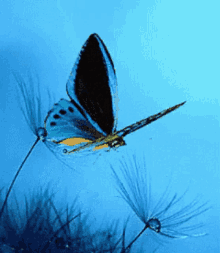 Butterfly Blue Butt GIF - Butterfly Blue Butt Fly GIFs