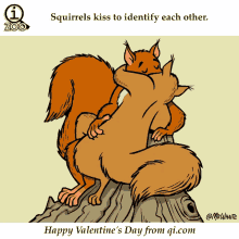 Squirrel Kiss GIF