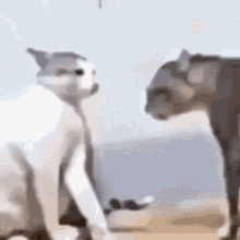 cat fighting
