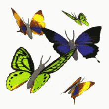 Signs Butterfly GIF - Signs Butterfly Flapping GIFs
