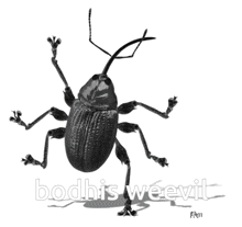 weevil bug bodhi gorman dance