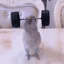 Bird Biceps GIF - Bird Biceps Training GIFs