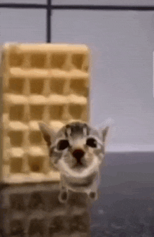 Waffle Cat GIF - Waffle Cat GIFs