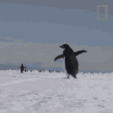 Running Away National Geographic GIF - Running Away National Geographic All About The Adelie Penguin GIFs