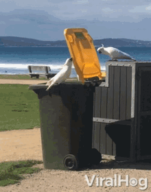 opening viralhog trash bin bird trained