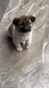 a brown and white puppy is standing on a tiled floor