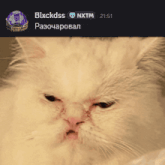 blxckdss nxtm is the name of the cat