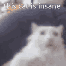 Cat Insane GIF - Cat Insane Crazy GIFs