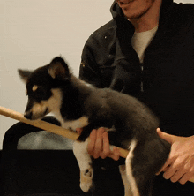Harry Potter Puppy GIF - Harry Potter Puppy Dog GIFs