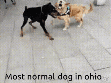 Dog Ohio GIF - Dog Ohio Fight GIFs