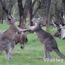 Kangaroo Boxing Viralhog GIF