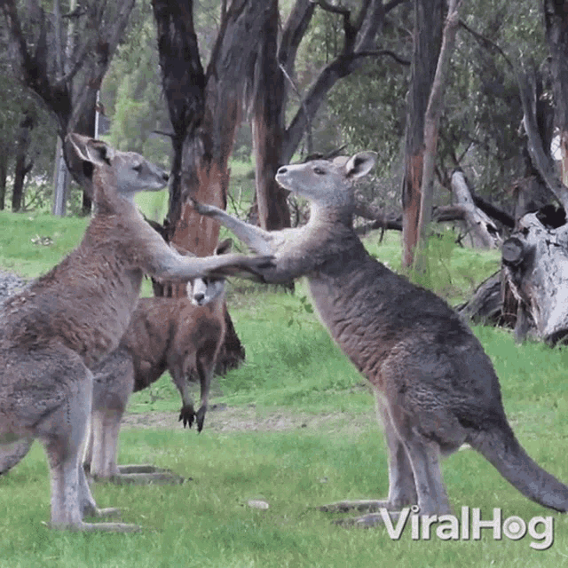 kangaroo boxing gif