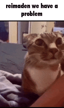 Reimaden Cat GIF - Reimaden Cat Conductor We Have A Problem GIFs