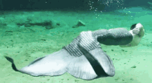 Merman Sea Creature GIF - Merman Sea Creature Swim GIFs