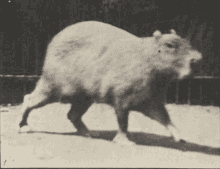 Capybara Walking GIF - Capybara Walking Film GIFs