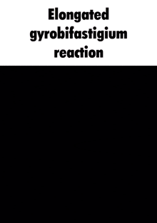 Elongated Gyrobifastigium Reaction GIF - Elongated Gyrobifastigium Reaction Windows Movie Maker GIFs