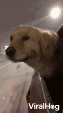 Windy Dog GIF - Windy Dog Golden Retriever GIFs