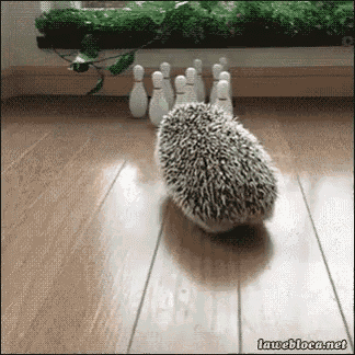 bowling-hedgehog.gif