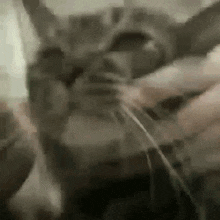 Cat Kiss GIF - Cat Kiss Surprised GIFs
