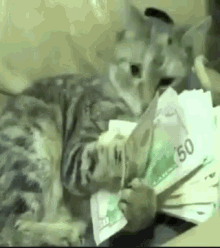 Eating Money GIF - Eating Money Cat GIFs