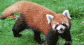a red panda is walking in the grass with its mouth open