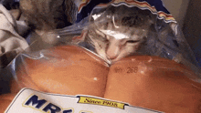 a cat is sticking its head out of a plastic bag that says mrs. since 1908