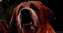 Dog Bark GIF - Dog Bark Bernese Mountain Dog GIFs