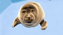 a seal that looks like a cat with the name rauldoge on the bottom right
