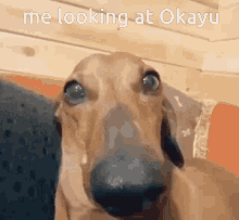 Okayu Nekomata Okayu GIF - Okayu Nekomata Okayu Funny Dog GIFs