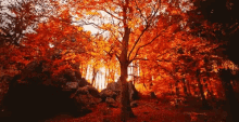 Autumn Fall GIF - Autumn Fall Leaves GIFs
