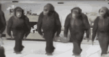 Monkeys Tap Dancing GIF