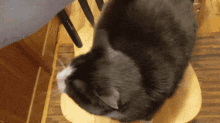 Cat Crazy GIF - Cat Crazy Moving Head GIFs