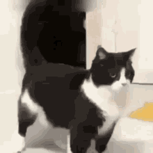 Cat Donce GIF - Cat Donce GIFs