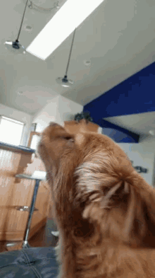 a close up of a dog 's face with a blue wall in the background