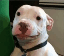 Smirking Pitbull GIF